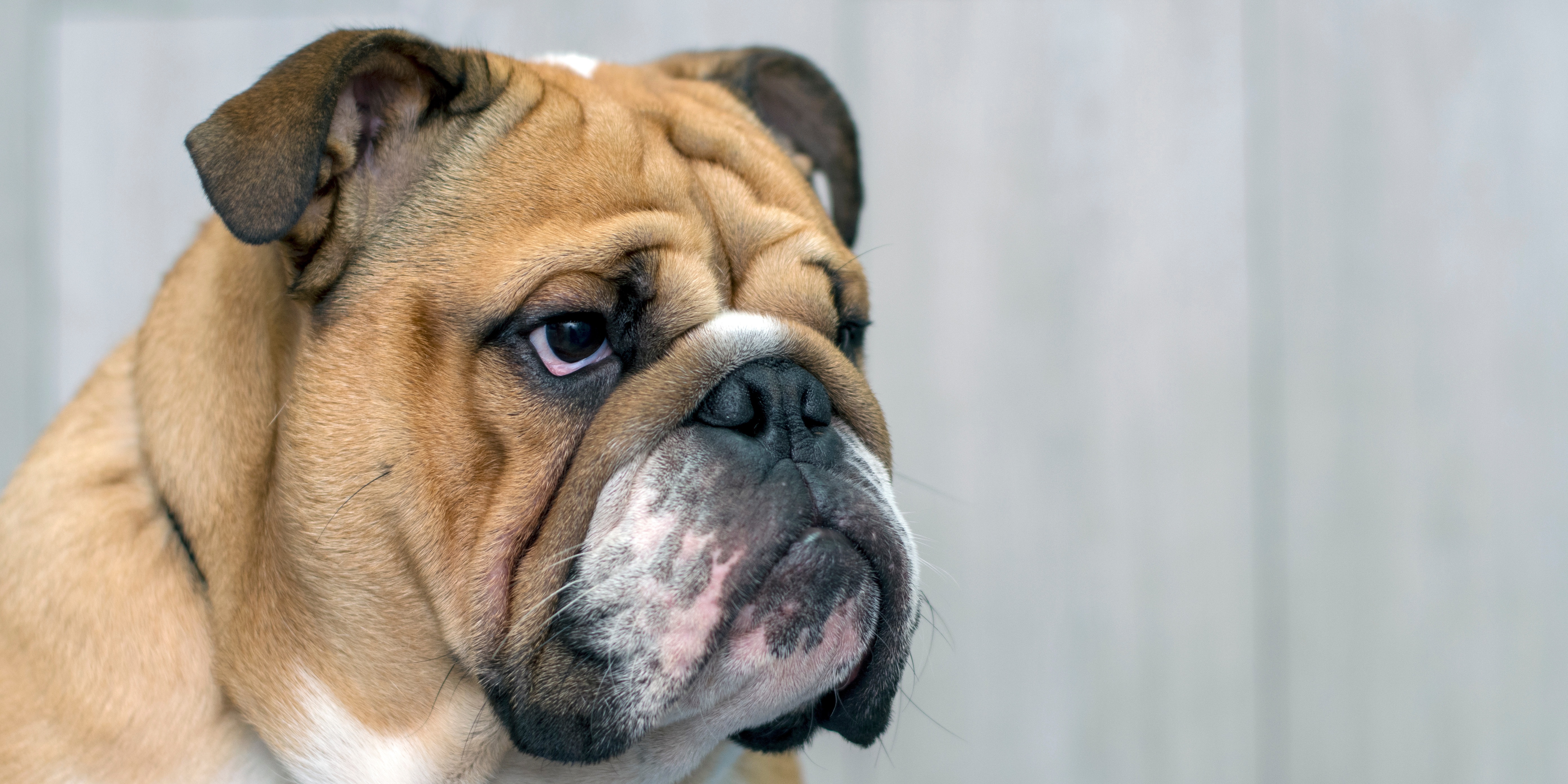 Names shops for english bulldogs